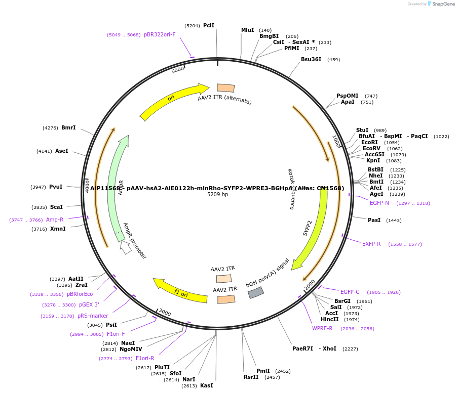 230417-plasmid-map-sequence-id-474058