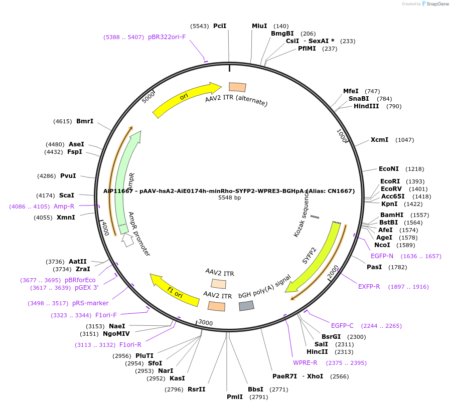 230426-plasmid-map-sequence-id-474062