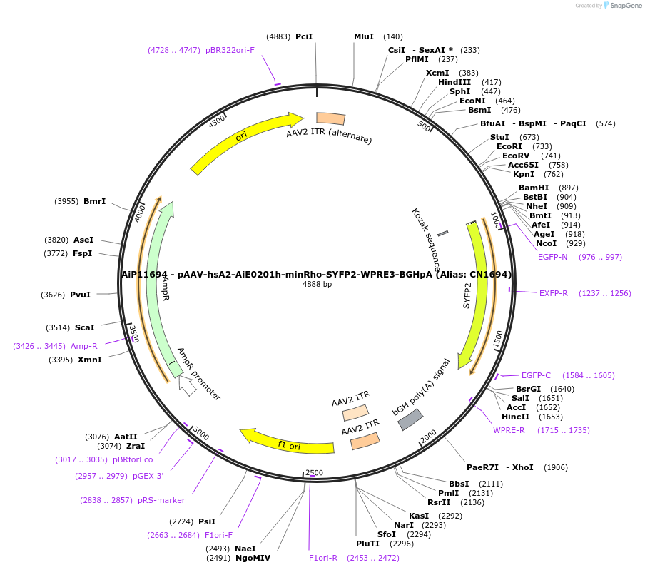 230428-plasmid-map-sequence-id-474063