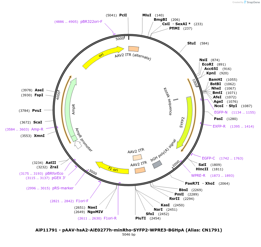 230431-plasmid-map-sequence-id-474064