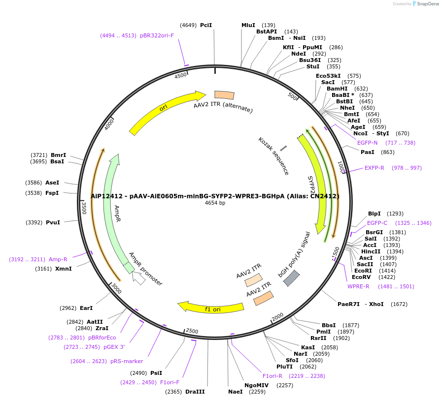 230436-plasmid-map-sequence-id-474094