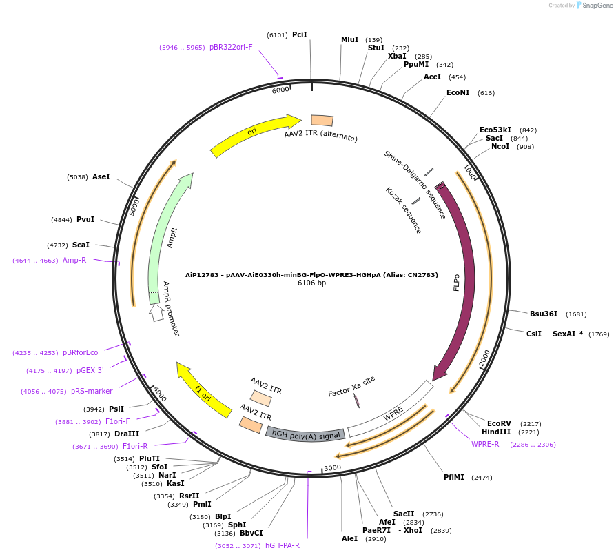 230439-plasmid-map-sequence-id-474095