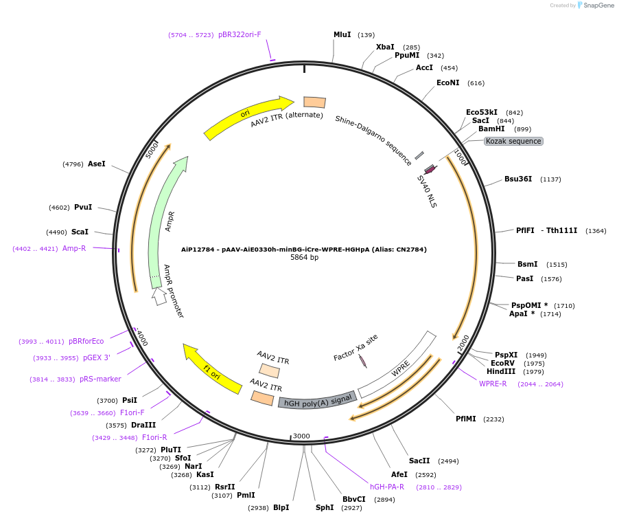 230440-plasmid-map-sequence-id-474096