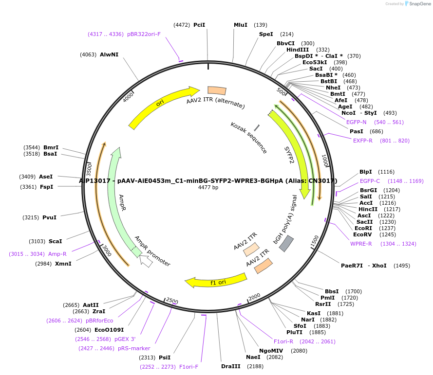230446-plasmid-map-sequence-id-474099