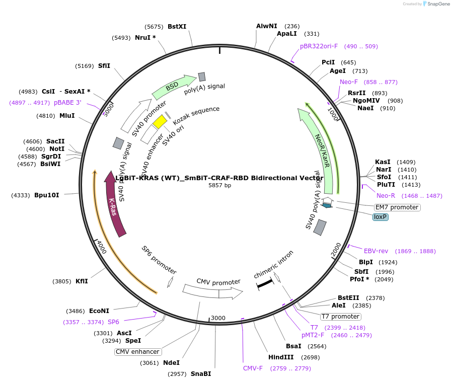 237066-plasmid-map-sequence-id-474104