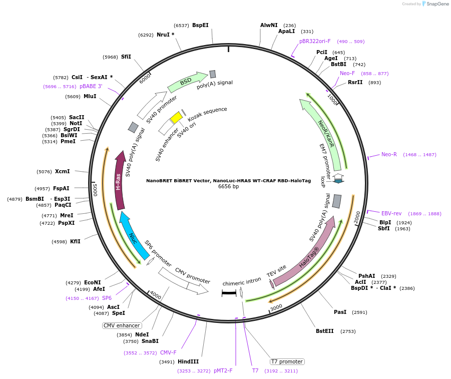236861-plasmid-map-sequence-id-474106
