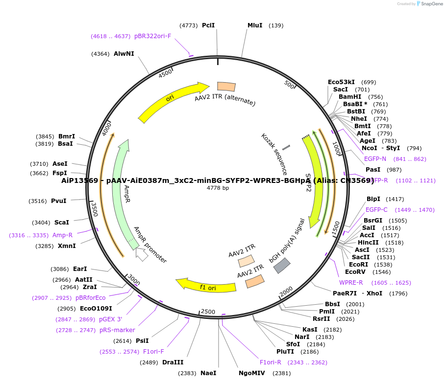230459-plasmid-map-sequence-id-474113