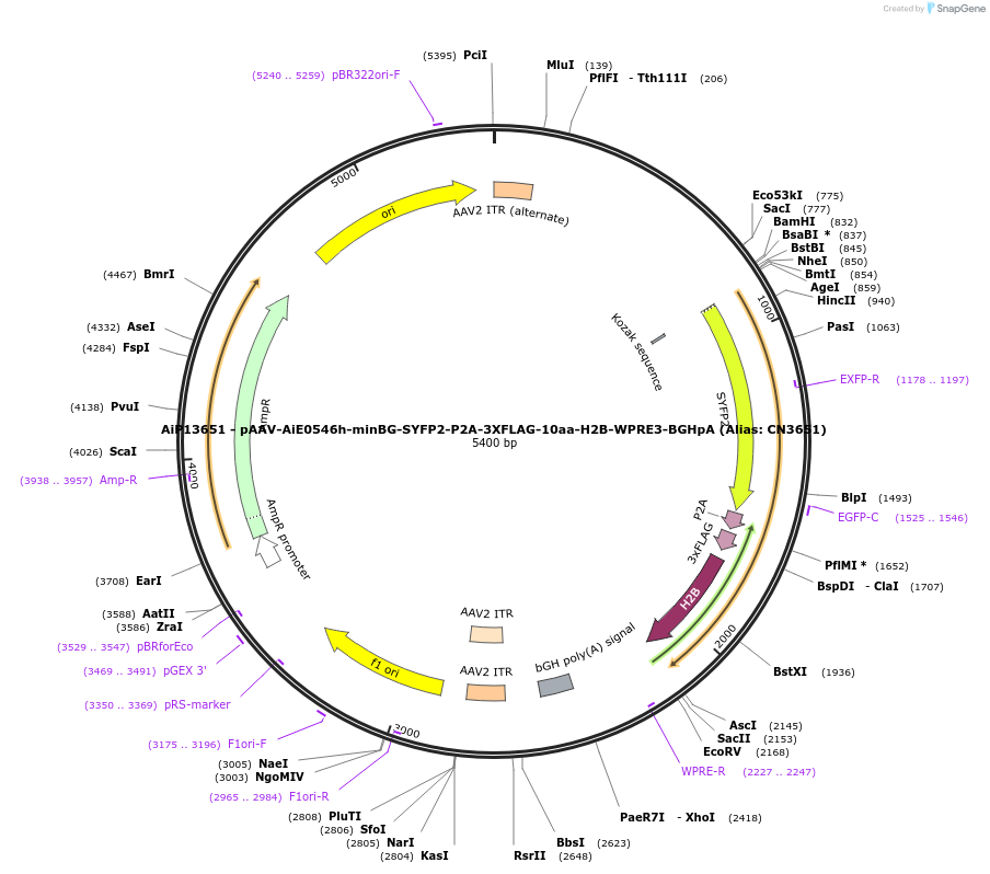 230467-plasmid-map-sequence-id-474114