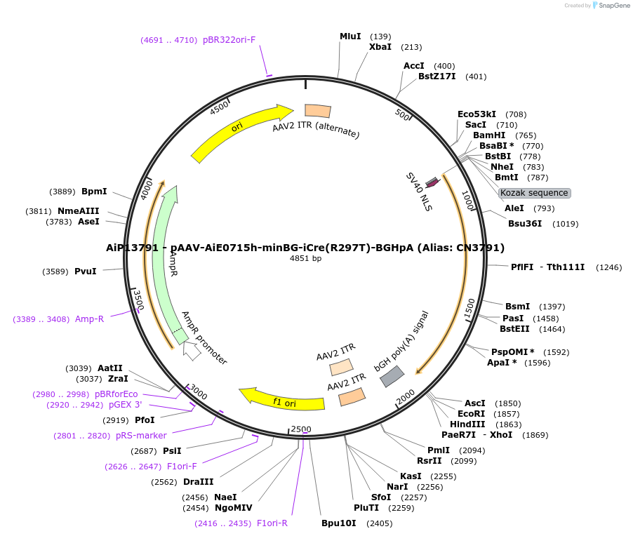 230469-plasmid-map-sequence-id-474116