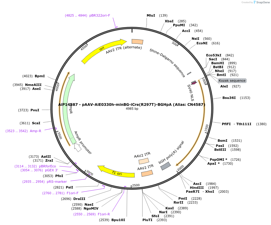 230495-plasmid-map-sequence-id-474119