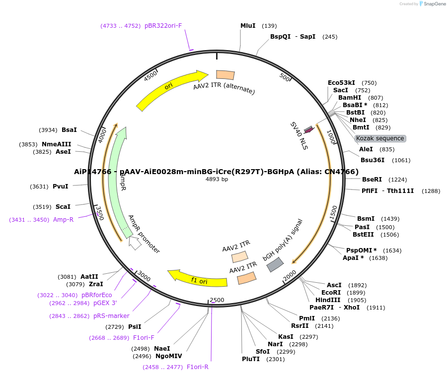 230496-plasmid-map-sequence-id-474121