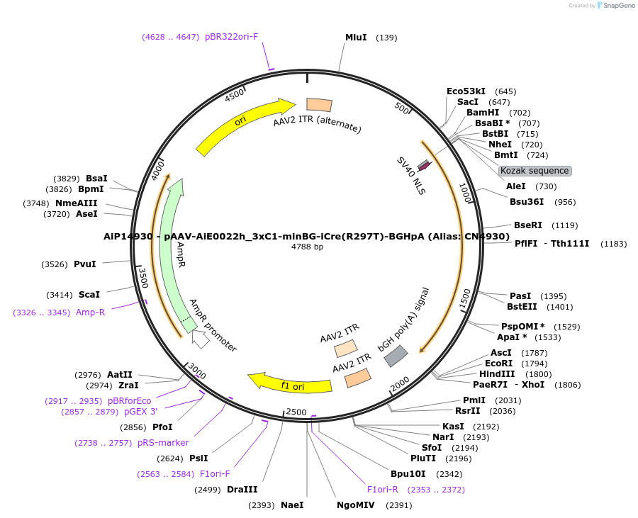 230498-plasmid-map-sequence-id-474122
