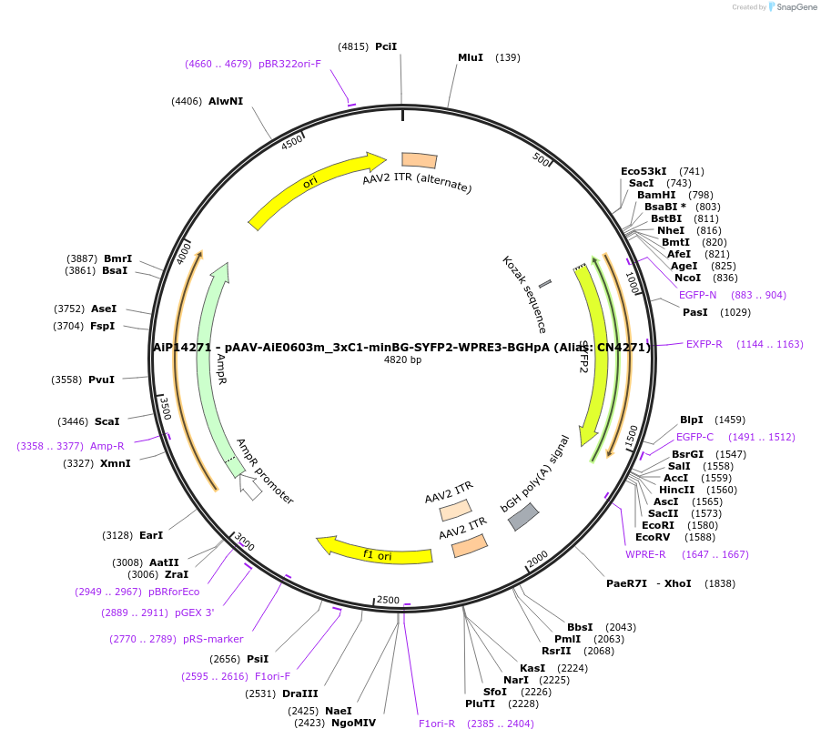 230479-plasmid-map-sequence-id-474123