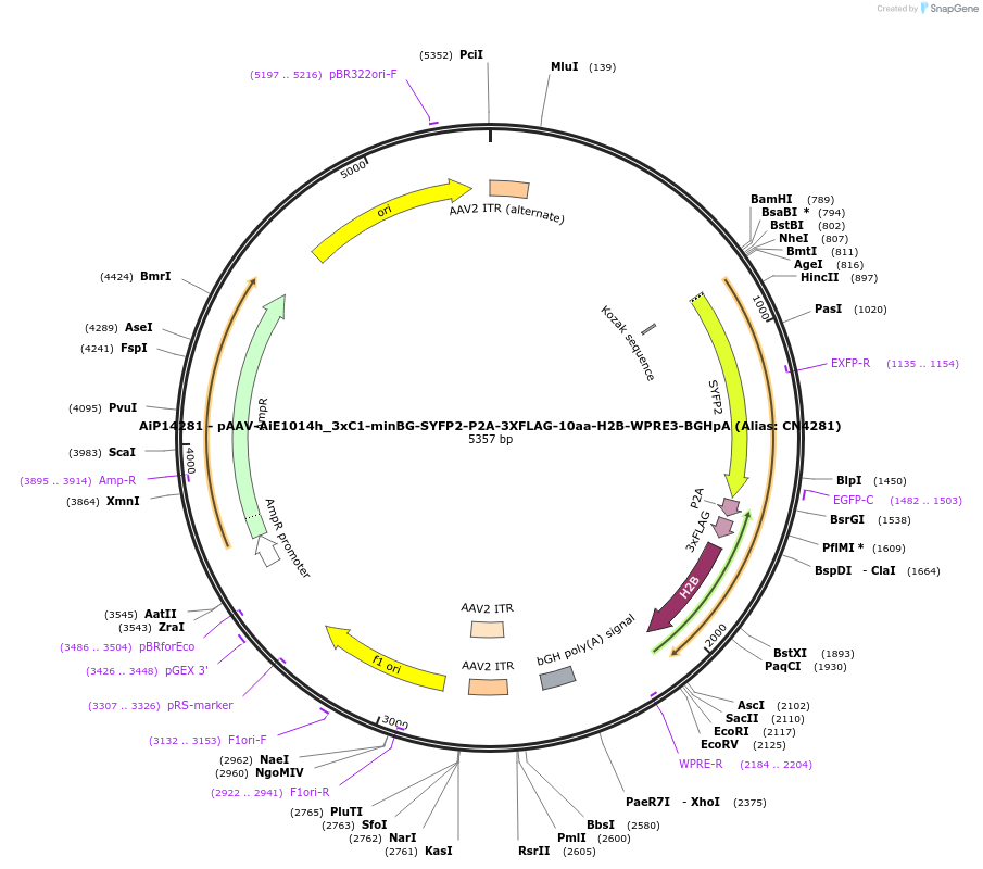 230483-plasmid-map-sequence-id-474124