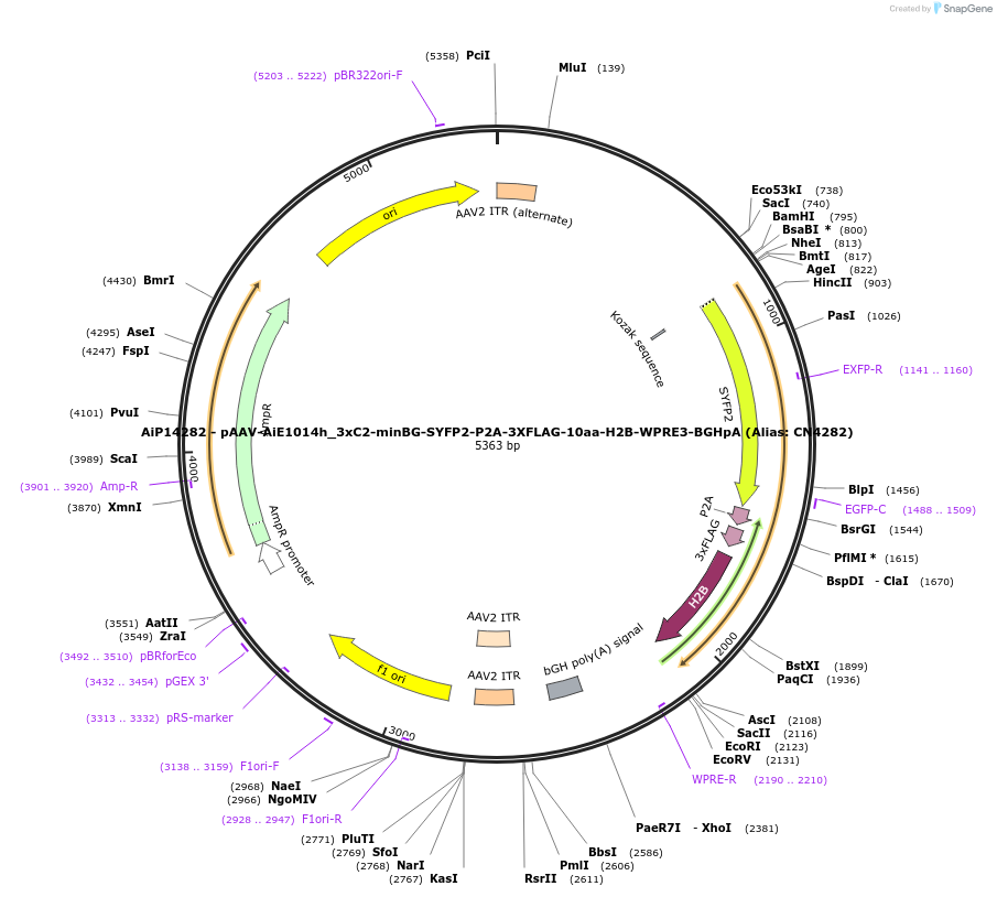 230484-plasmid-map-sequence-id-474125