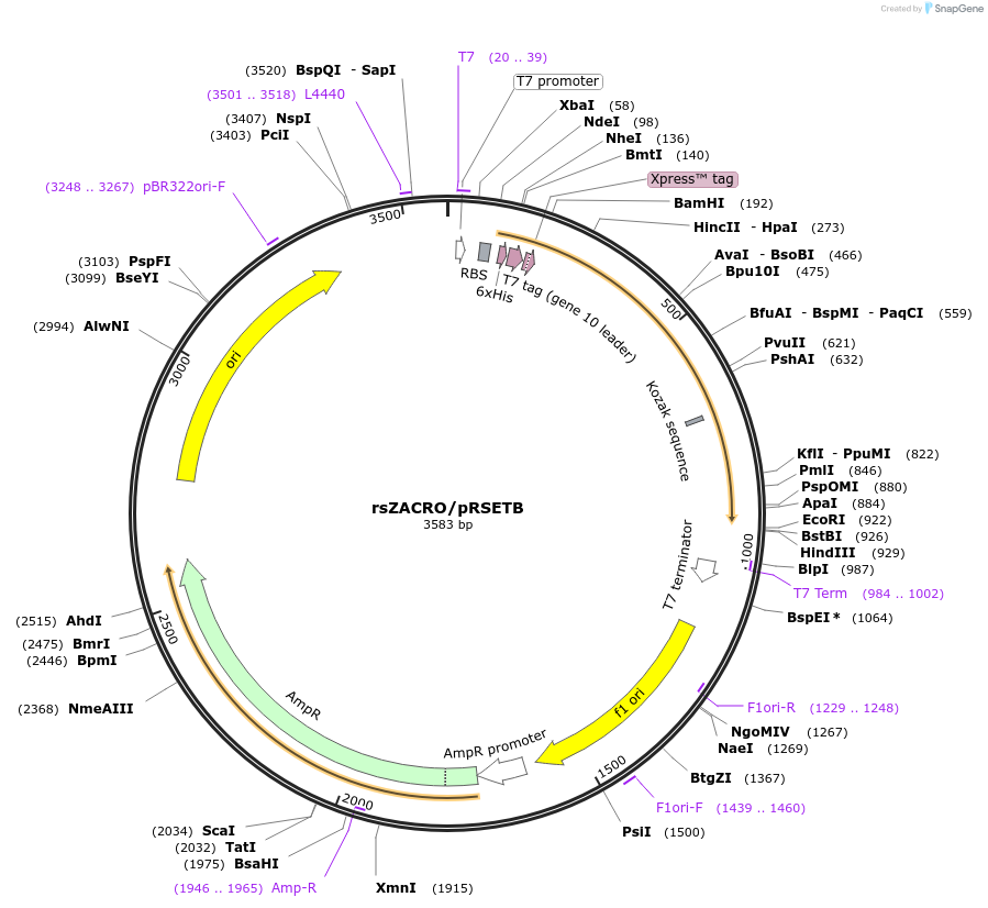 236200-plasmid-map-sequence-id-474128
