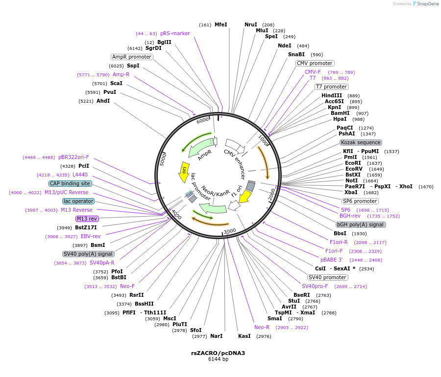 236199-plasmid-map-sequence-id-474129