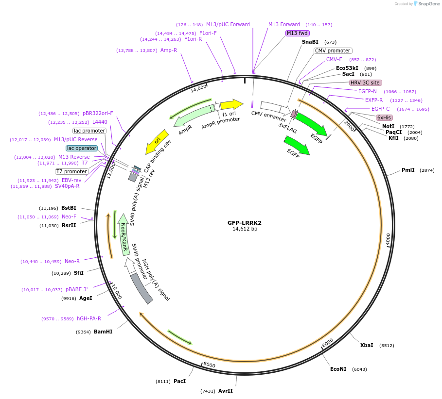 232872-plasmid-map-sequence-id-474130