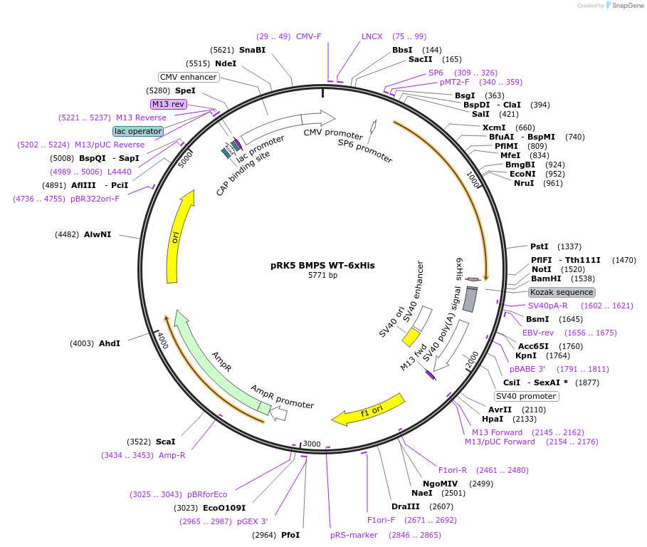 204833-plasmid-map-sequence-id-474132