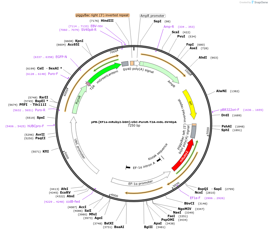 235325-plasmid-map-sequence-id-474133