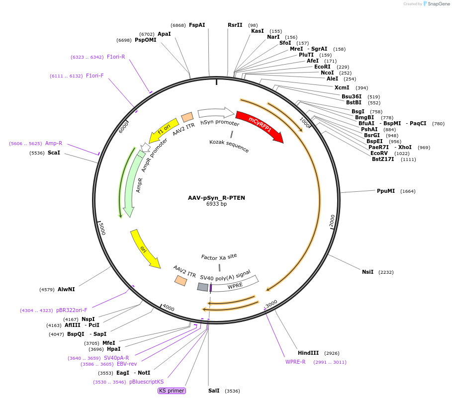 227437-plasmid-map-sequence-id-474136