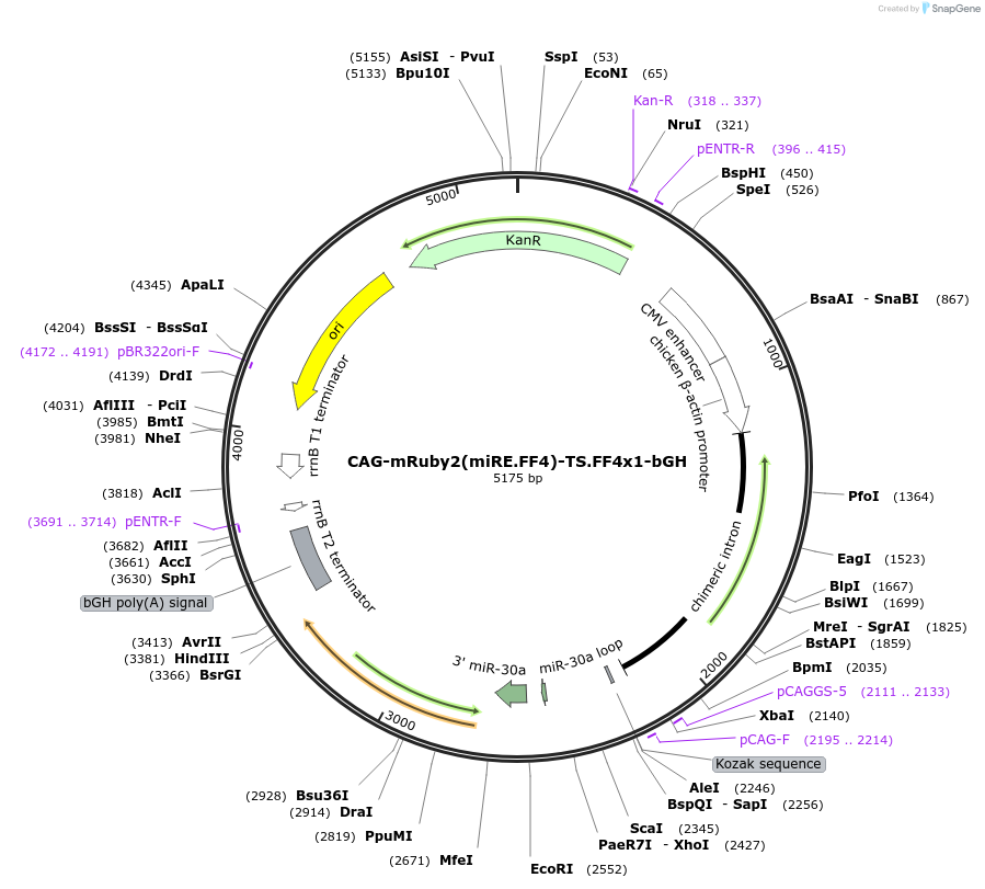 235298-plasmid-map-sequence-id-474138