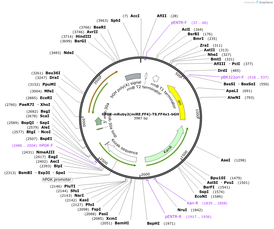 235312-plasmid-map-sequence-id-474144