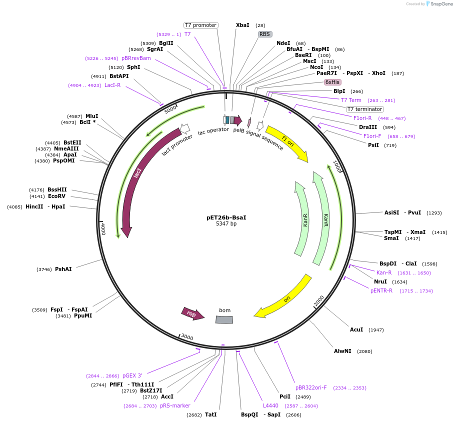 233523-plasmid-map-sequence-id-474147