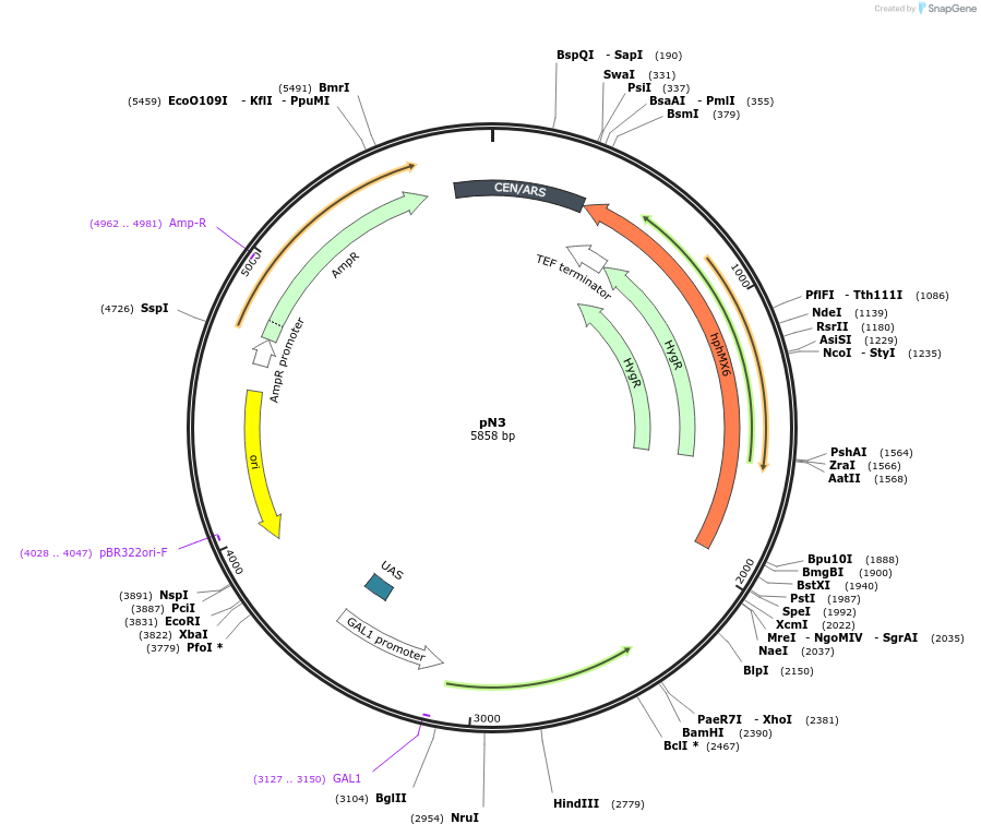 233520-plasmid-map-sequence-id-474154