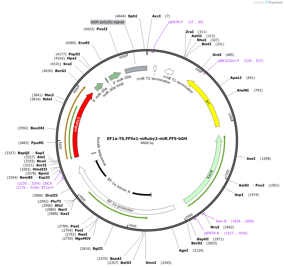 235281-plasmid-map-sequence-id-474158