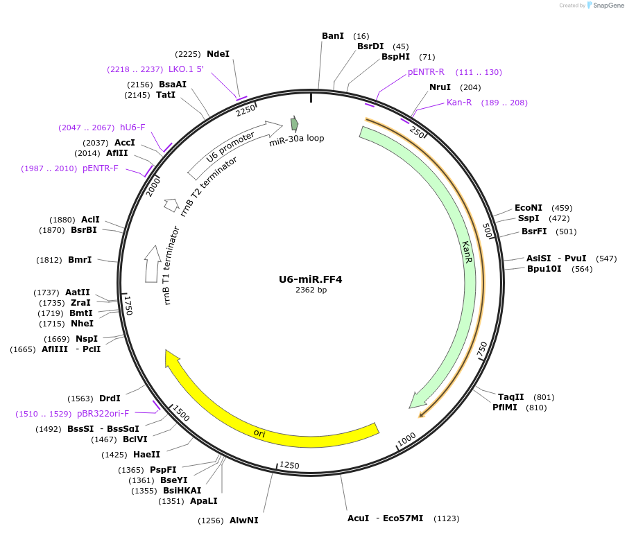 235256-plasmid-map-sequence-id-474159