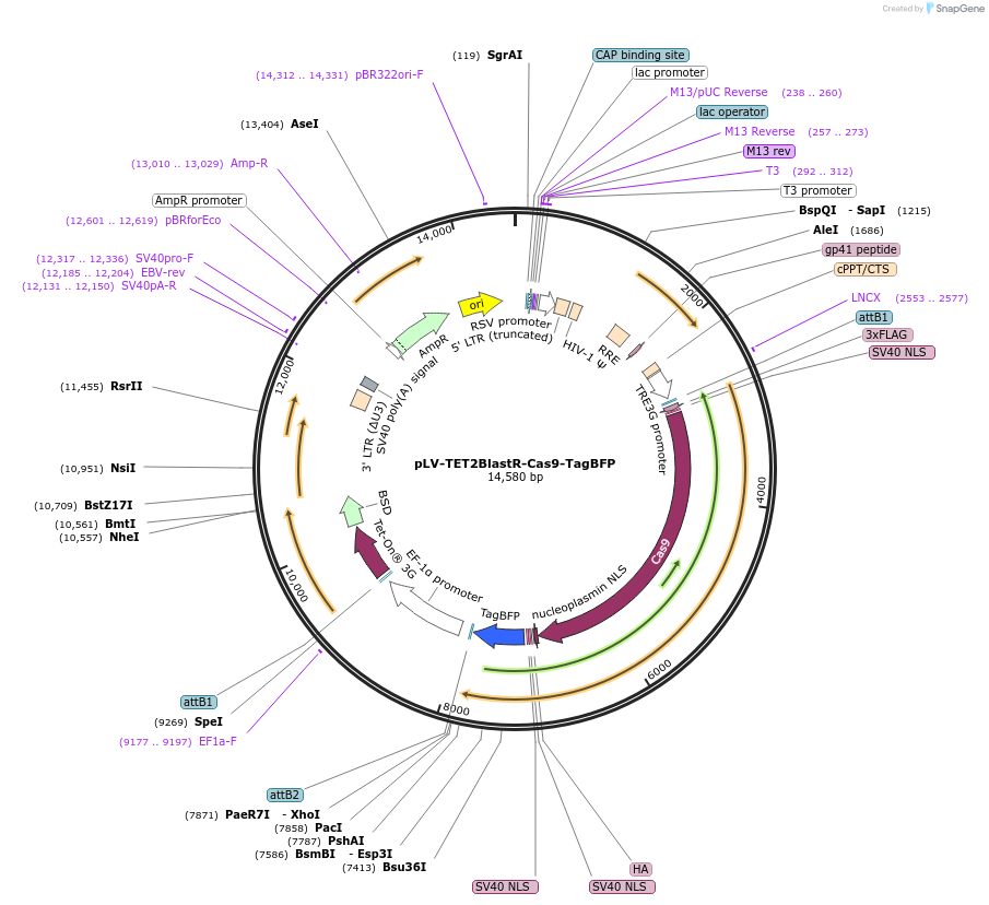236726-plasmid-map-sequence-id-474177