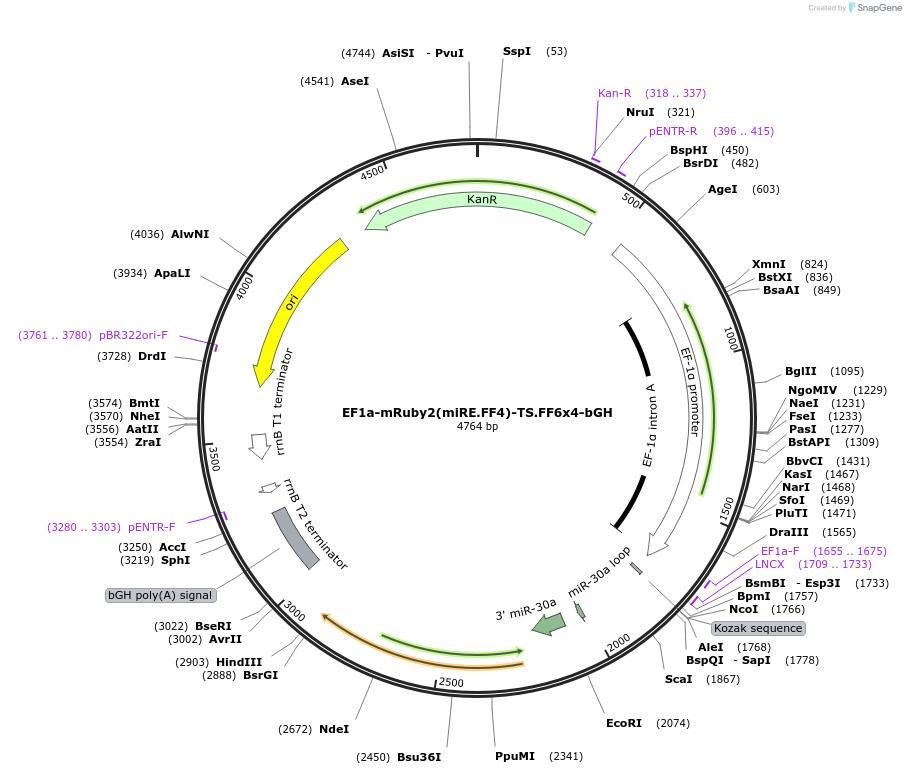 235293-plasmid-map-sequence-id-474205