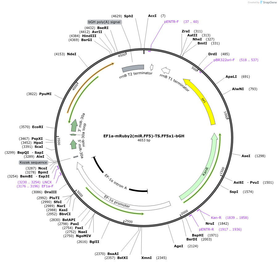 235277-plasmid-map-sequence-id-474207