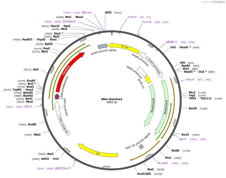 238077-plasmid-map-sequence-id-474211