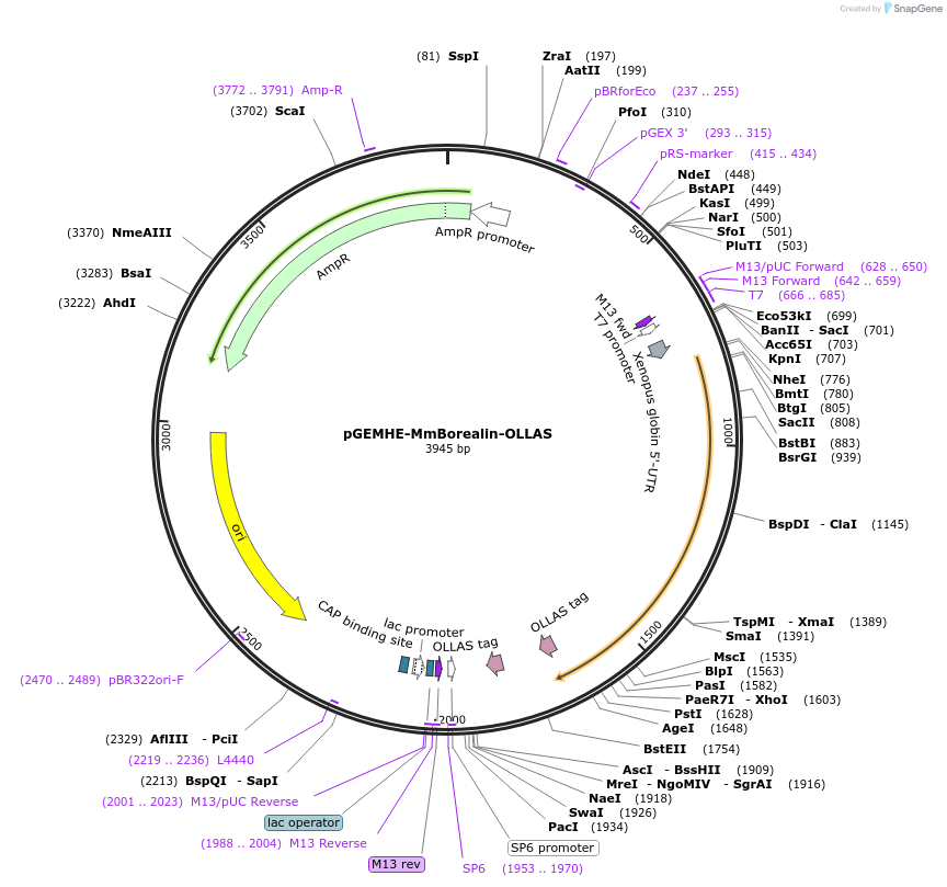 237439-plasmid-map-sequence-id-474212