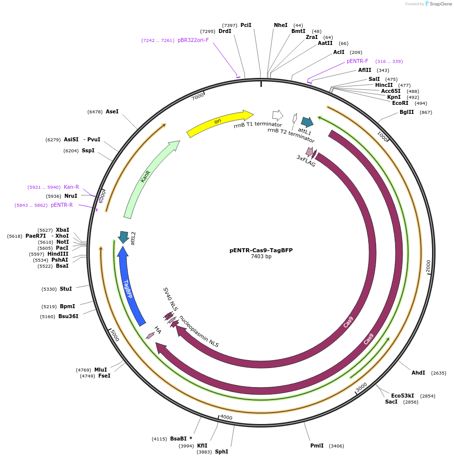 236725-plasmid-map-sequence-id-474213