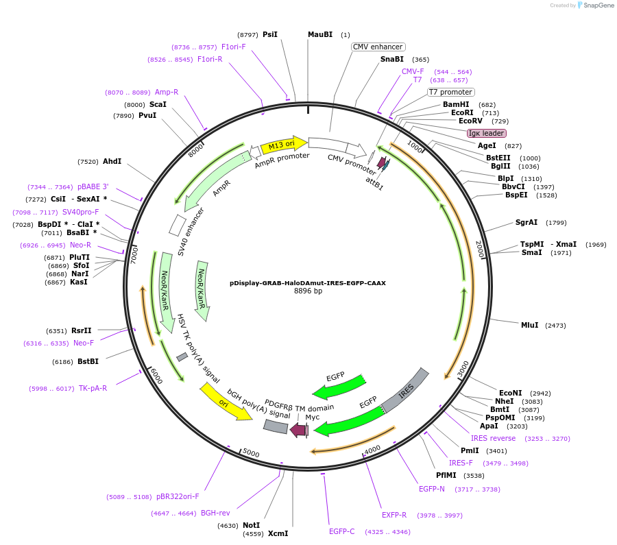 234411-plasmid-map-sequence-id-474216