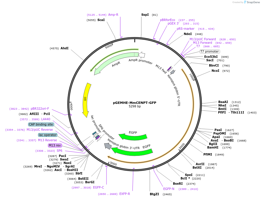 237426-plasmid-map-sequence-id-474219