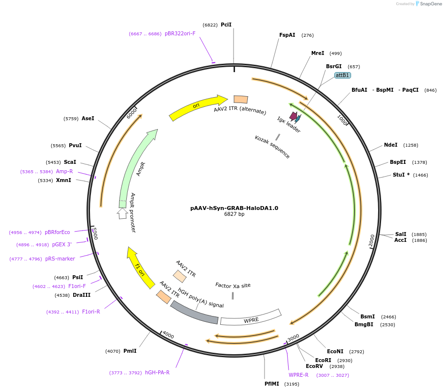 234408-plasmid-map-sequence-id-474220