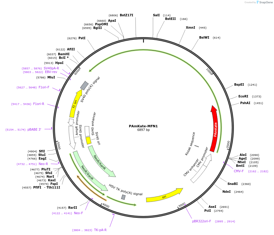 238061-plasmid-map-sequence-id-474222