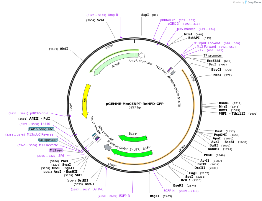 237429-plasmid-map-sequence-id-474225