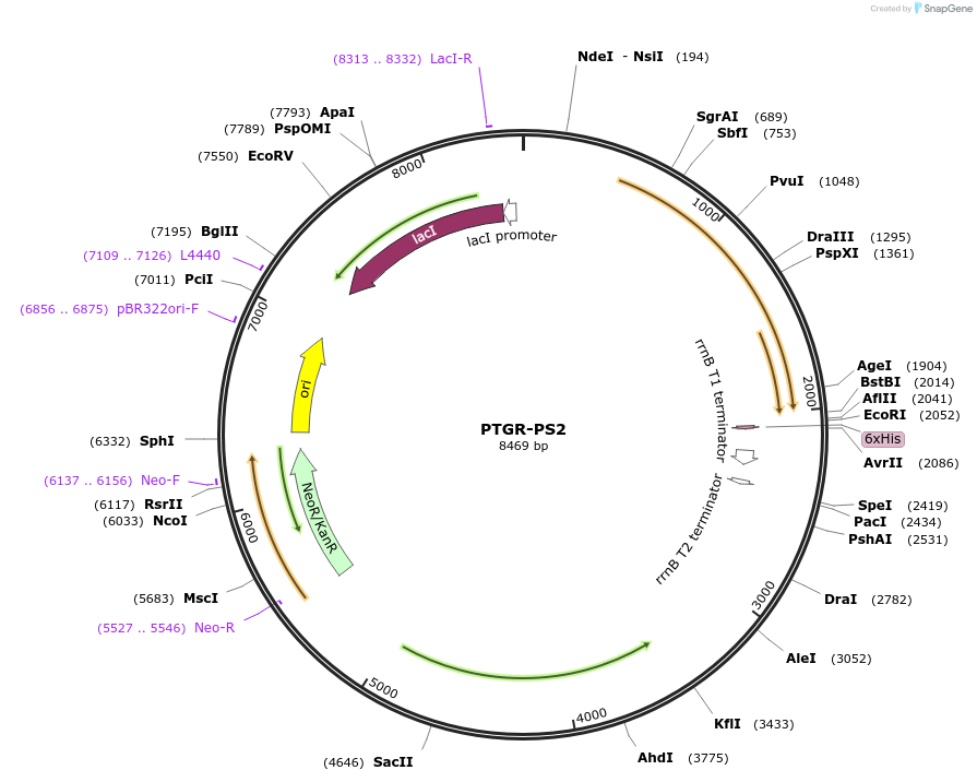 237442-plasmid-map-sequence-id-474226