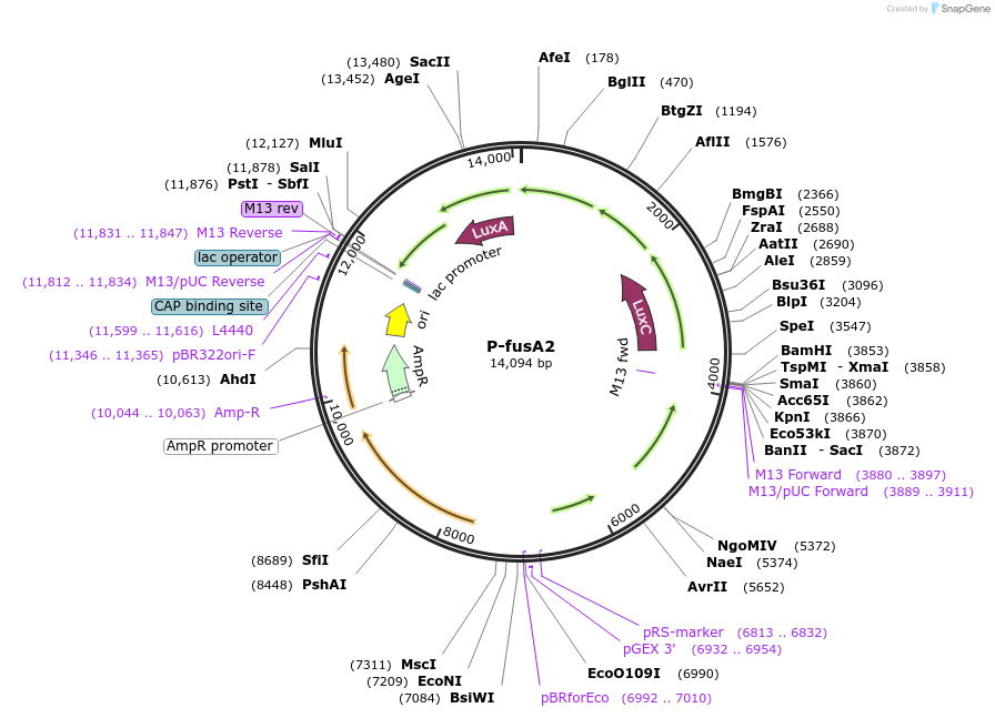235656-plasmid-map-sequence-id-474229