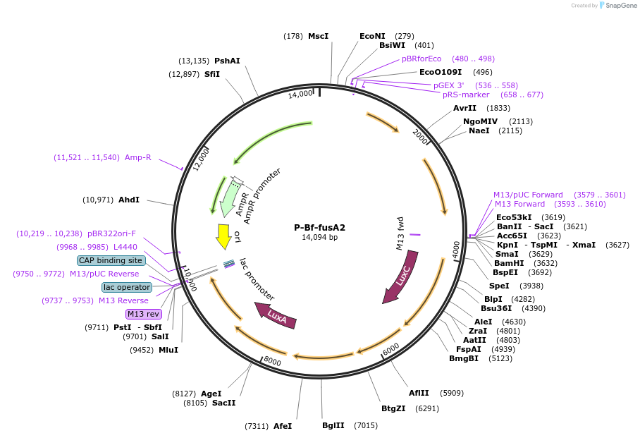 235658-plasmid-map-sequence-id-474230