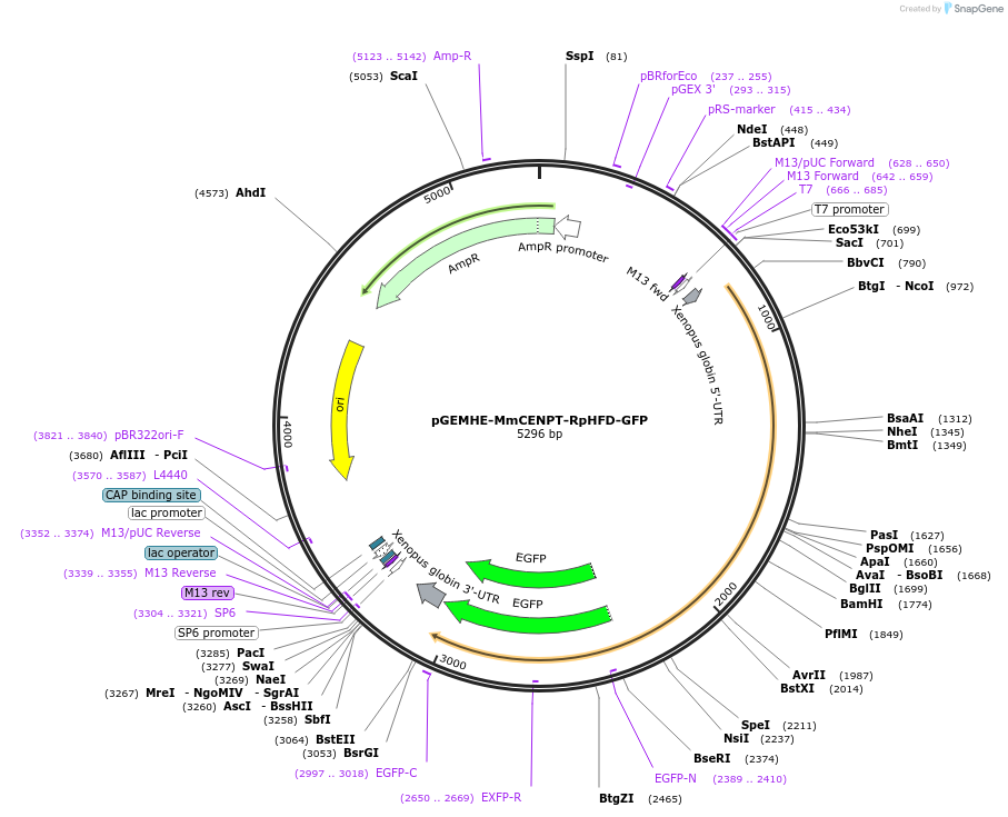 237428-plasmid-map-sequence-id-474254