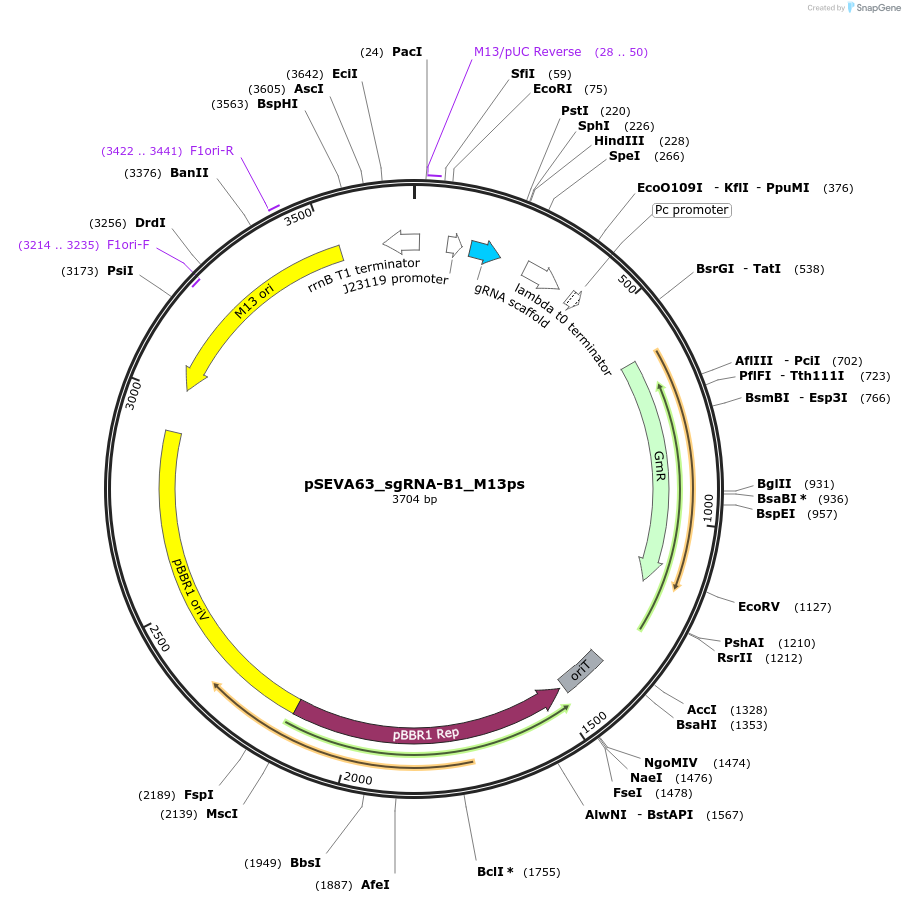 231422-plasmid-map-sequence-id-474305
