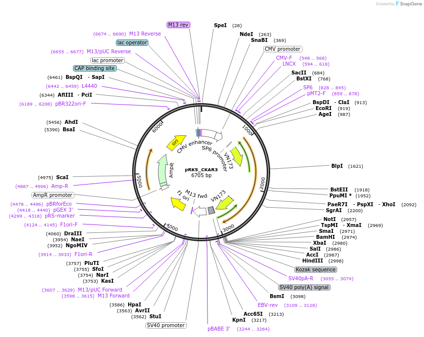238411-plasmid-map-sequence-id-474308