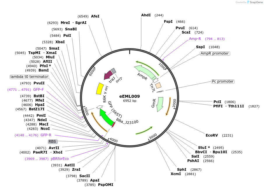 238408-plasmid-map-sequence-id-474312
