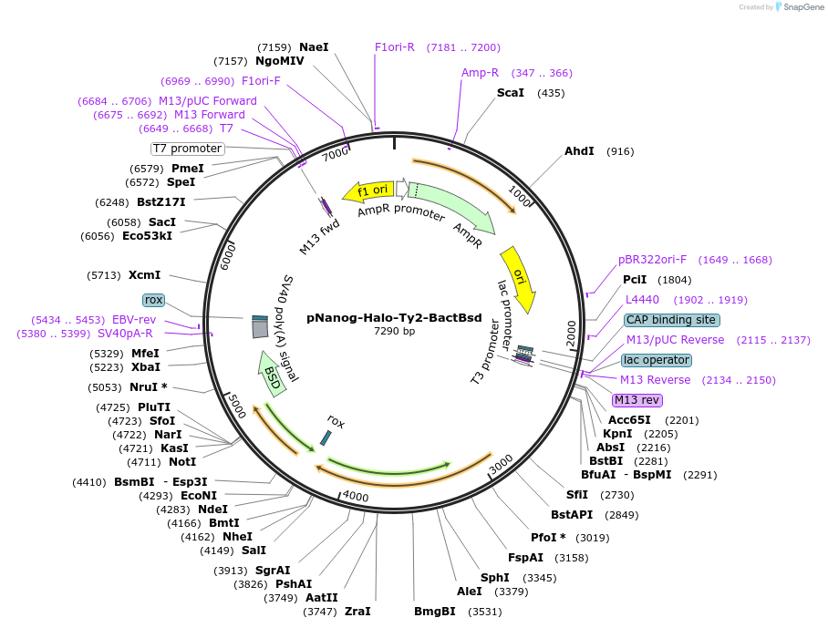 235511-plasmid-map-sequence-id-474317